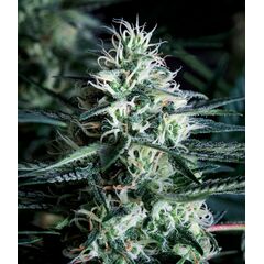 White Widow Fast, Фасовка: 5+1